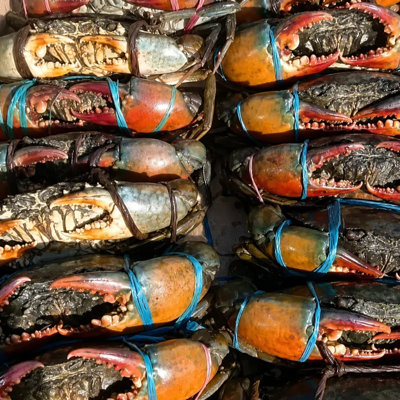 Mud Crab